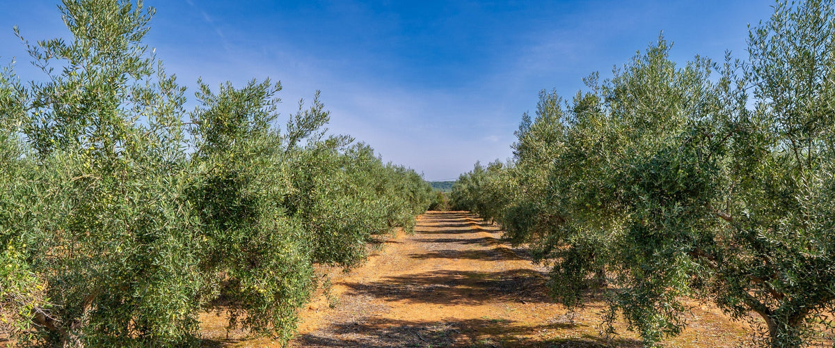 Cantina Alibrianza: Olivenallee im Sonnenlicht