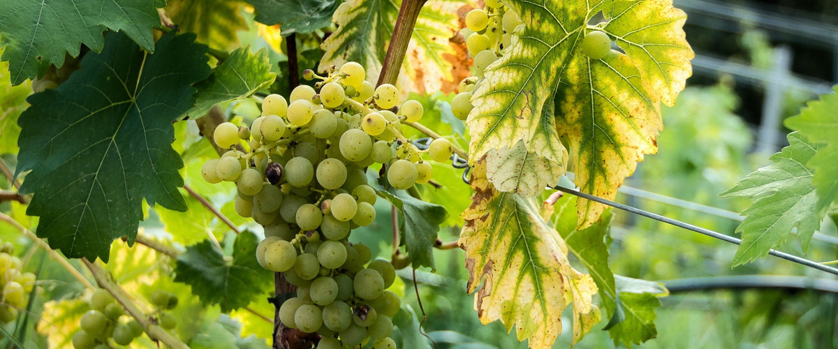 Grauburgunder & Pinot Grigio: Hellgrüne Trauben im Weinberg, Herbstlaub