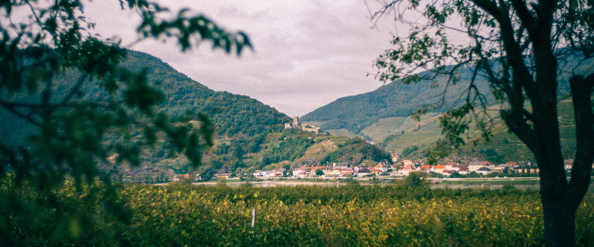 Grüner Veltliner: Flusstal mit Weinbergen, Baum im Vordergrund