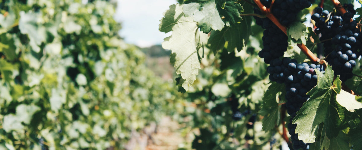 Mourvèdre & Monastrell: Dunkle Trauben am Rebstock im Licht
