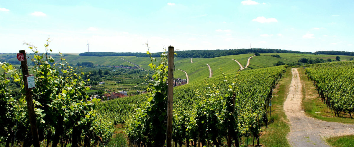 Weine aus der Pfalz: Feldweg zwischen Reben, weite Hügel