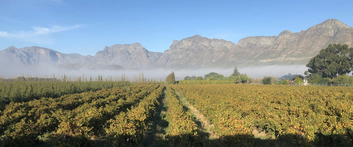 Pinotage: Weinberg im Morgennebel vor Bergkette