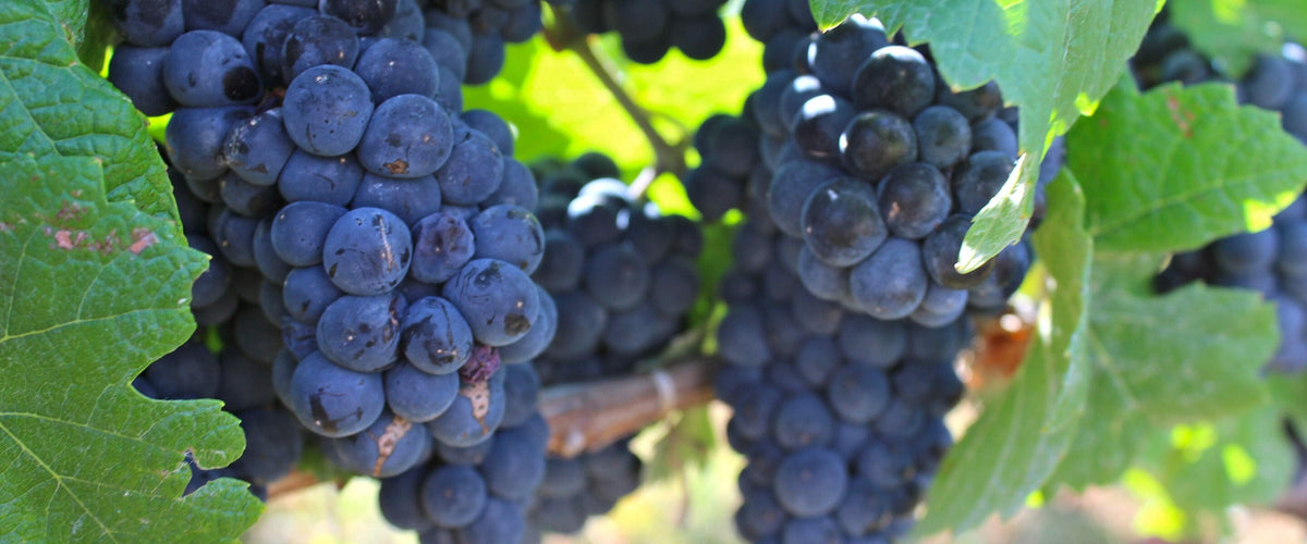 Primitivo & Zinfandel: Reife blaue Trauben am Stock, Nahaufnahme
