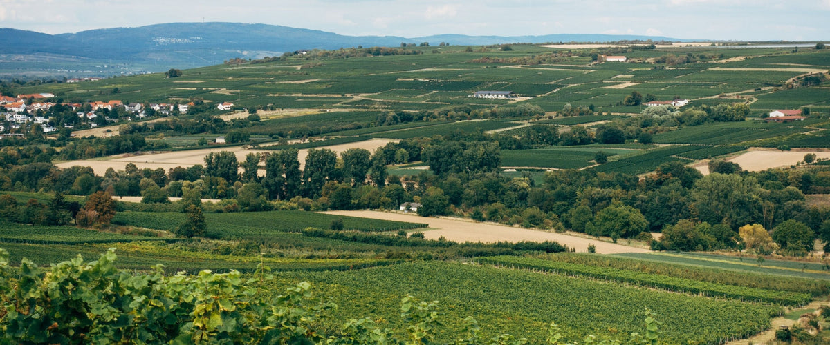Weine aus Rheinhessen: Sanfte Weinberge, Dorf am Rand