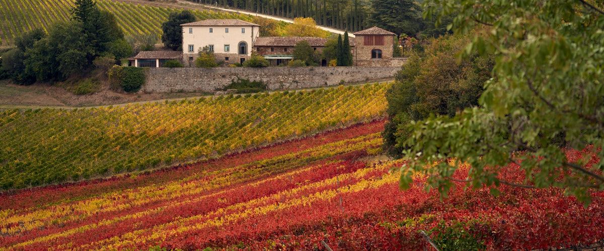 Sangiovese: Landgut über rotgelbem Herbstweinberg