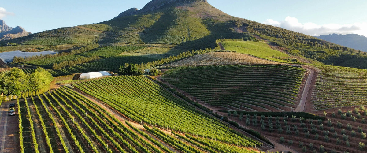 Weine aus Stellenbosch: Rebzeilen am Hang vor Berggipfel