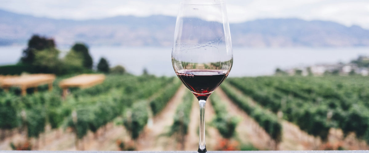 Syrah & Shiraz: Rotweinglas vor Weinbergreihen am See