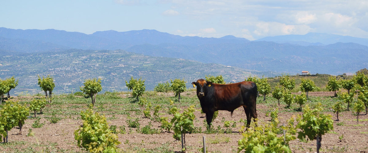 Tempranillo: Junge Buschreben auf trockenem Boden, dunkler Stier mitten im Weinberg, Bergkette dahinter