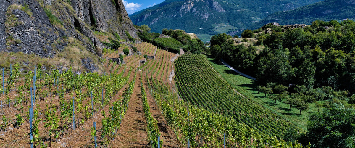Viognier: Terrassierter Weinberg unter Felswand