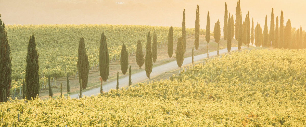 Weine aus Italien: Zypressenallee durch Weinberg im Goldlicht, Toskana