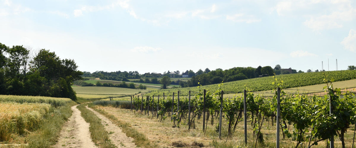 Weine aus dem Weinviertel: Feldweg entlang der Weinreben