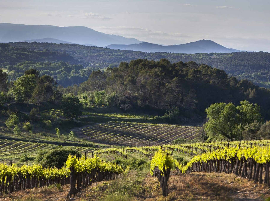 Weinberge zwischen bewaldeten Hügeln, im Hintergrund Bergketten