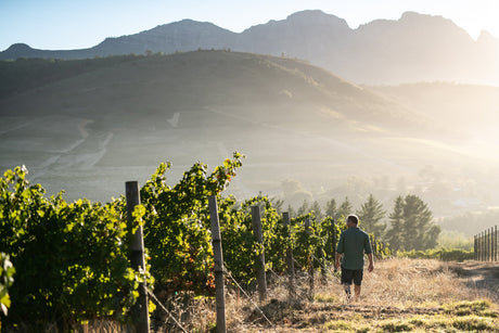 Ein Mann geht durch die Rebzeilen des Edgebaston Vineyard bei Stellenbosch, dahinter das Bergmassiv im Morgendunst