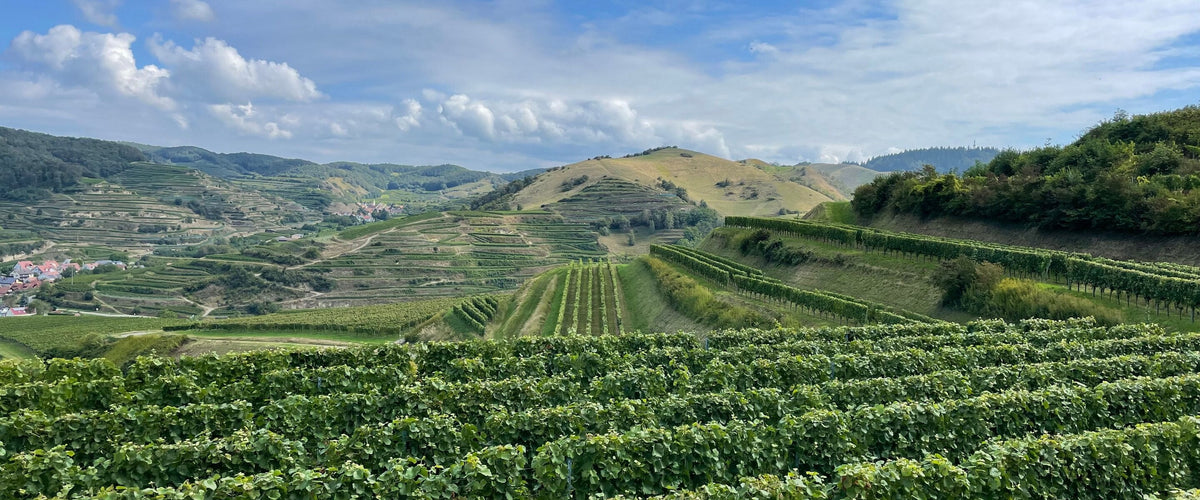 Baden: Rebzeilen vor Kaiserstuhl-Hügeln und Wolken