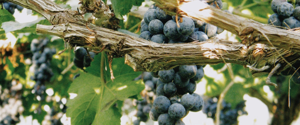 Carignan: Blaue Trauben an altem Rebholz