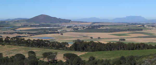 Weine aus Durbanville