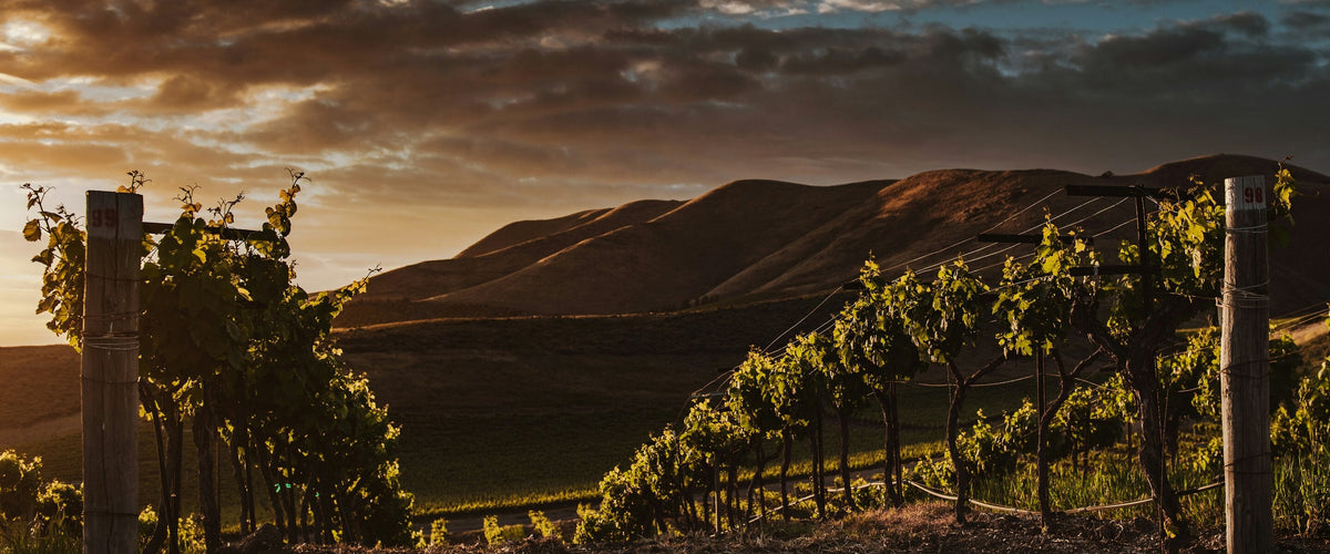 Pinot Noir & Spätburgunder: Weinberg im Abendlicht vor Bergen