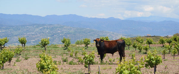 Tempranillo