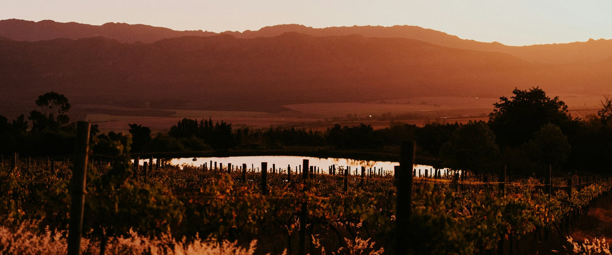 Weine aus Südafrika: Weinberg im Abendrot vor Bergzug, Tulbagh