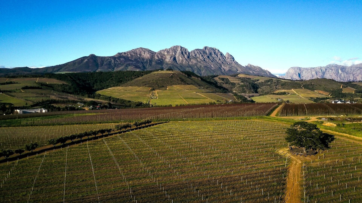 Weinberge von L’Avenir an den Hängen des Simonsbergs mit einem einzelnen Baum