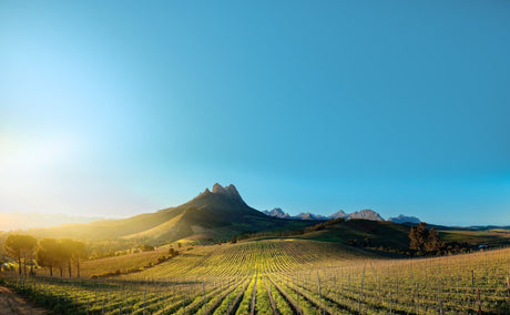 Rebzeilen von Warwick im Gegenlicht, im Hintergrund der Simonsberg