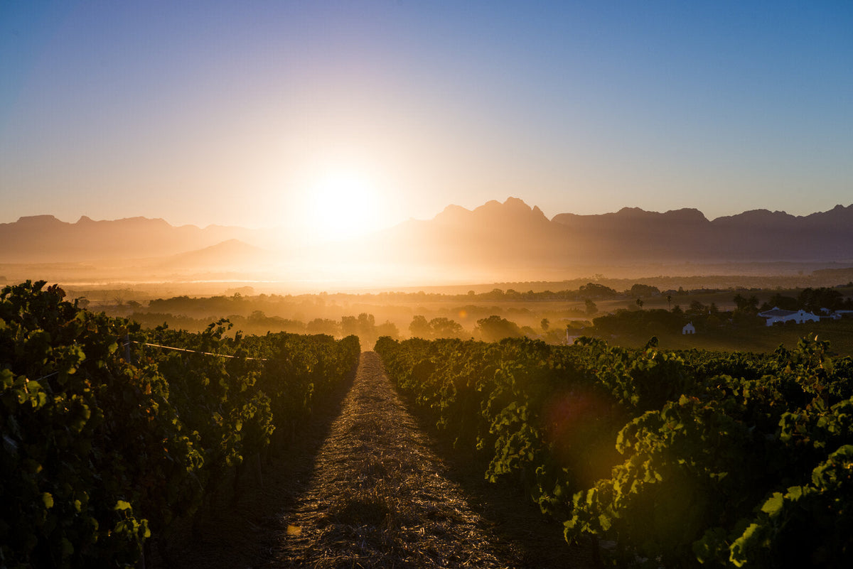 Rebzeilen bei Sonnenaufgang/-untergang mit Bergkette und Dunst im Hintergrund