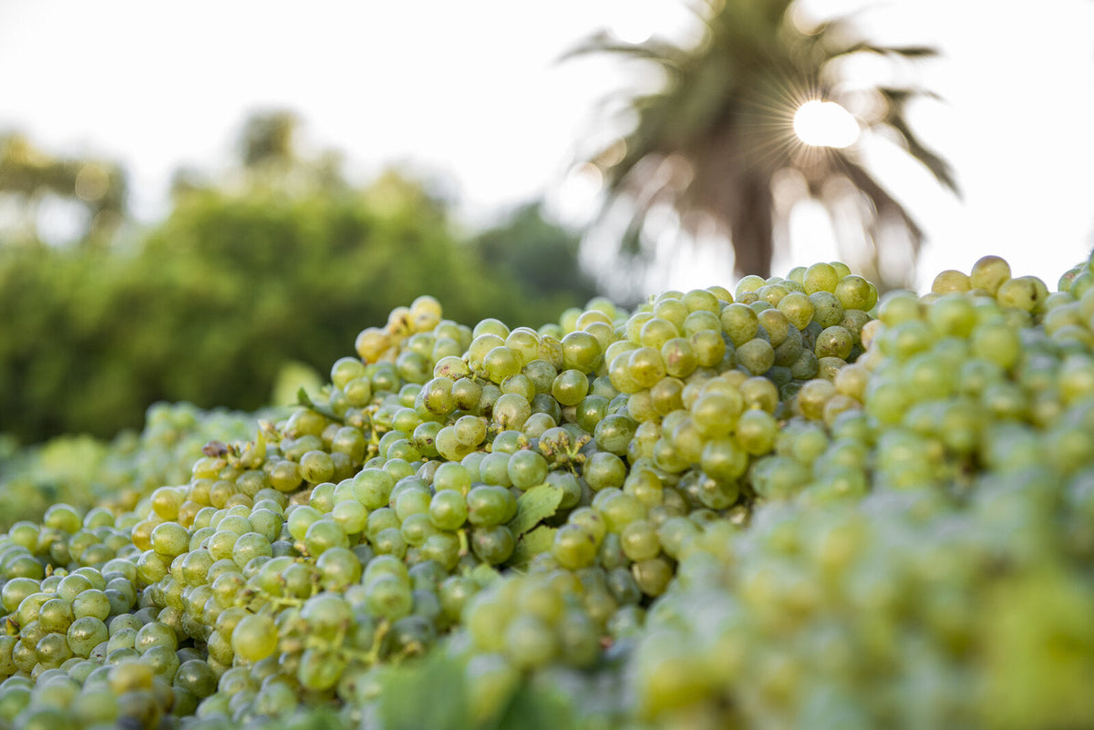 Reife weiße Weintrauben in den Weinbergen von Diemersdal