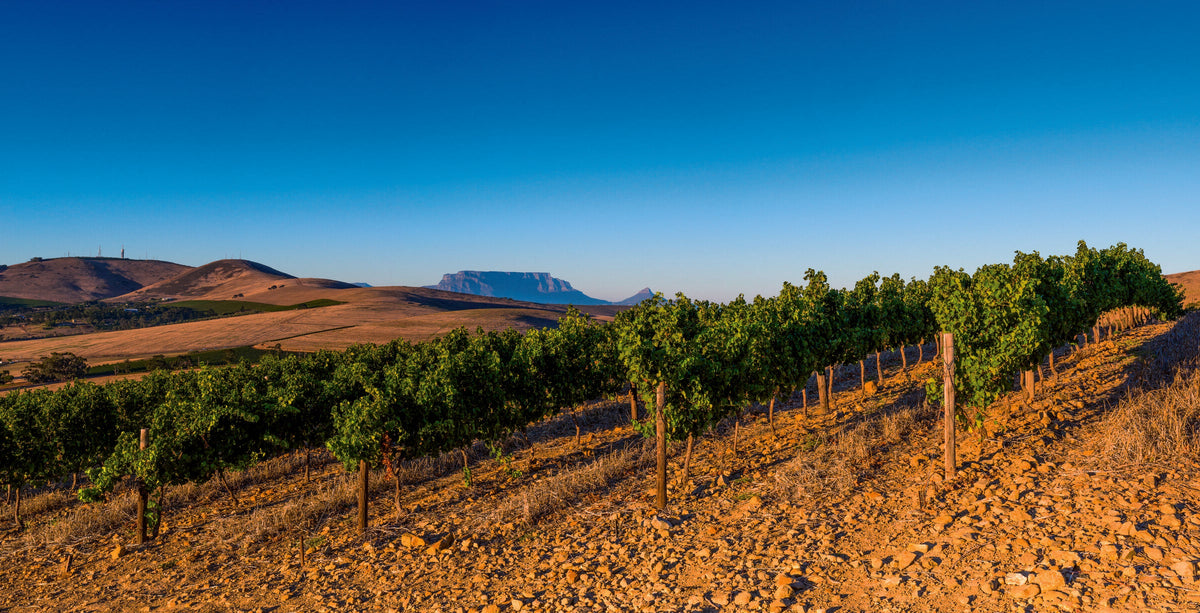 Trockene Weinberge und Landschaft rund um Diemersdal in Durbanville