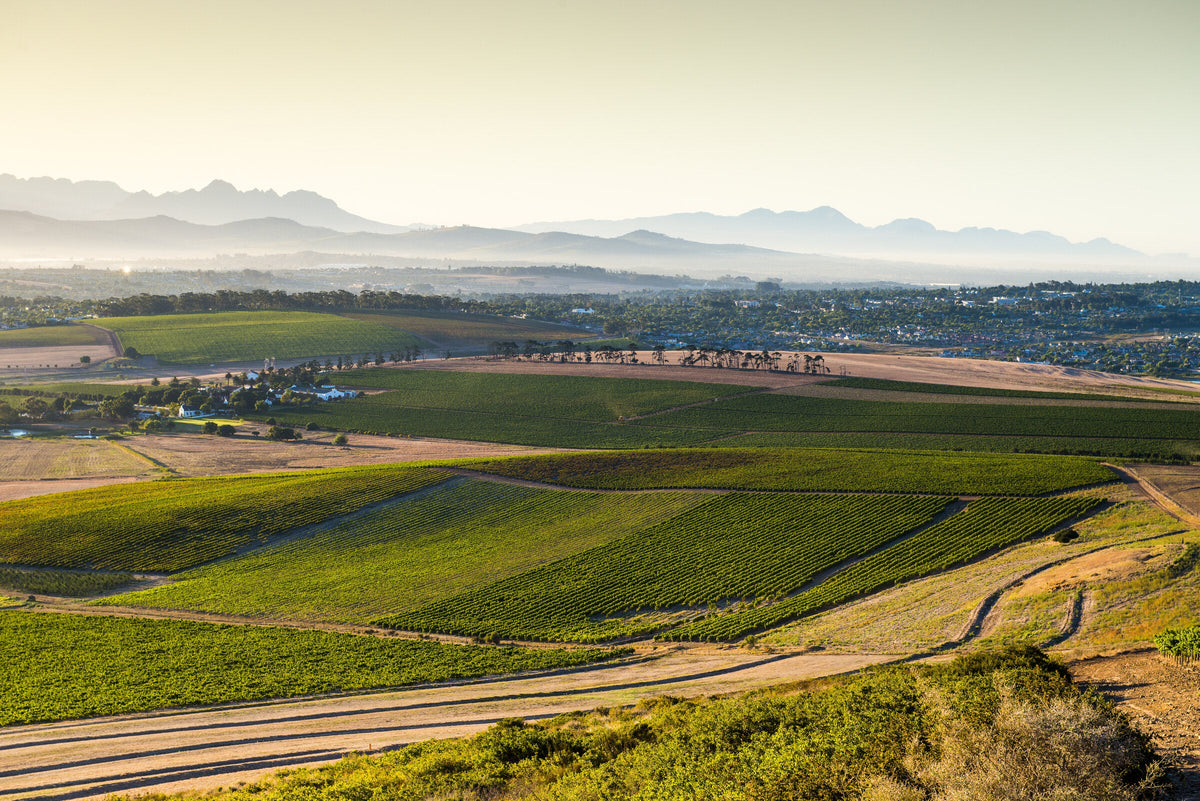 Weinberge von Diemersdal in Durbanville mit Blick über die südafrikanische Landschaft