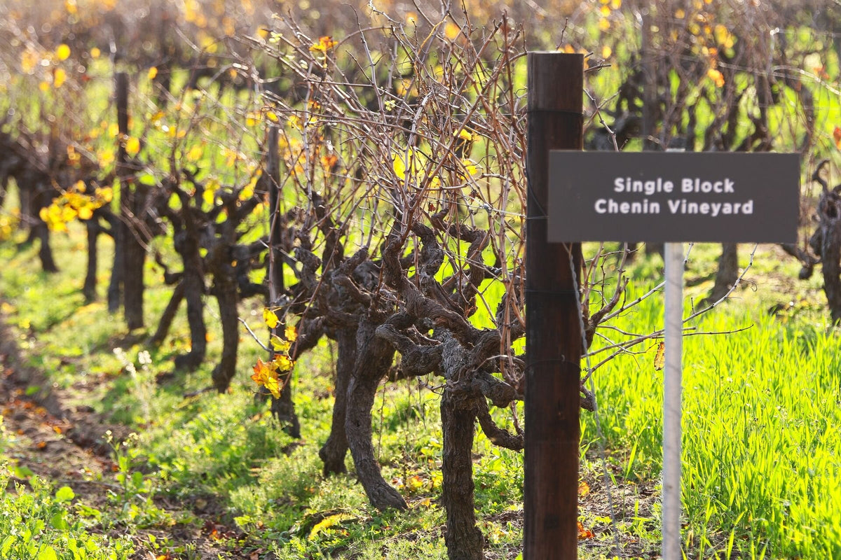 Alte Chenin-Blanc-Reben im Single Block Vineyard von L’Avenir mit Schild am Pfahl