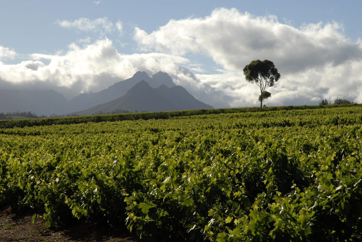 Rebzeilen von L’Avenir unter Wolken, im Hintergrund die Berge um den Simonsberg